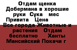 Отдам щенка Добермана в хорошие руки. Сука 5 мес. Привита › Цена ­ 5 000 - Все города Животные и растения » Отдам бесплатно   . Ханты-Мансийский,Покачи г.